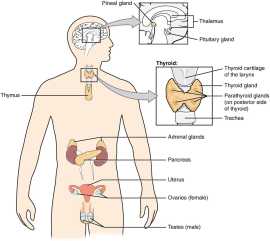 Best Endocrinologist Near Me, Lucknow