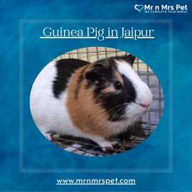 Buy Healthy Guinea Pigs for sale in Jaipur at Affo, Jaipur