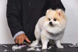 DIY vs. Pro: When to Embrace Home Grooming , Chicago