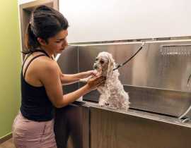 How do Professional Pet Groomers Care for Pets, Chicago