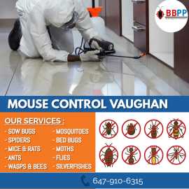 Mice Control Vaughan | Mouse Control Vaughan, Vaughan