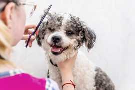How Do You Boost Your Pet Grooming Career and Stay, Chicago