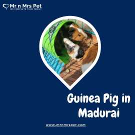 Buy Healthy Guinea Pigs for sale in Madurai , Madurai