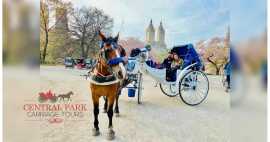 Charm on Wheels: Central Park Carriage Rides in NY, New York