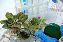 Plant Tissue Culture Suppliers, $ 0