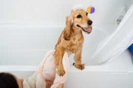 Is Pet Grooming an Excellent Business Option , Chicago