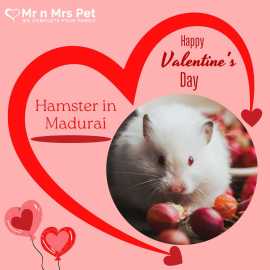 Buy Healthy Hamsters for sale in Madurai at Afford, Madurai