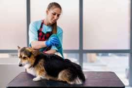 Efficient Mobile Pet Grooming -Factors Influencing, Chicago