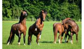 Understanding Horse Behaviors: Insights from Equit, Thornton