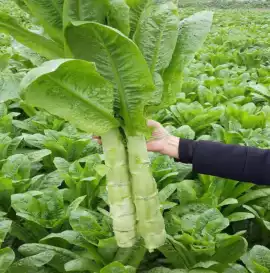 Stem Lettuce Seeds - Rau Diep Thom, Rau Diep Ngong, $ 5