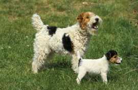 Fox Terrier Wire Puppies For Sale In Dehradun, ₹ 78,500