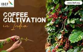 Top Arabica and Robusta Coffee Producers in India
