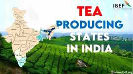 Tea Producers in India: Quality You Can Trust