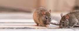 Effective Mice Removal Services in Melbourne for a, Melbourne