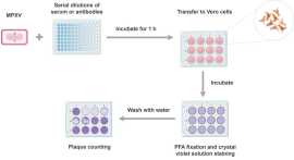 Monkeypox Virus Neutralizing Antibody Test, New York