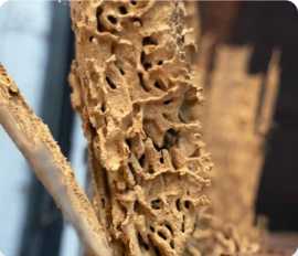 Effective Termite Pest Control , Lakemba