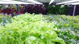 Essential Equipment for Successful Hydroponic Farm, Hyderabad