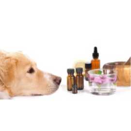 Holistic Pet Health Services, Miami