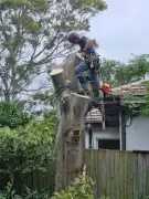 Tree Removal Services in Bilgola, Forestville