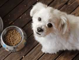 Pet Supplies | Dingos Natural Pet Food and Spa, Westminster