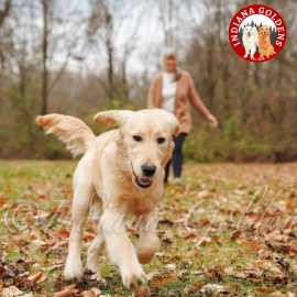 English Golden retriever:Quality Breeders in India, Bedford