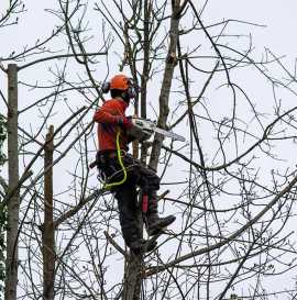 Tree Pruning North Shore, Ryde