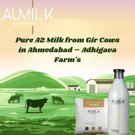 Pure A2 Milk from Gir Cows in Ahmedabad – Adhigava, Ahmedabad