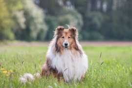 Rough collie Puppies For Sale In Dehradun, ₹ 123,000