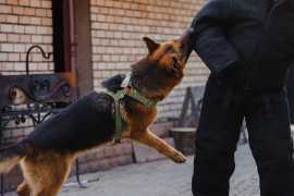 Ready to Win Your Case? Speak to a Dog Bite Lawyer, Los Angeles