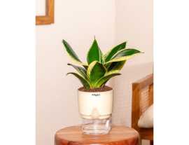 Why Indoor Plants Make the Perfect Eco-Friendly Gi, Indore