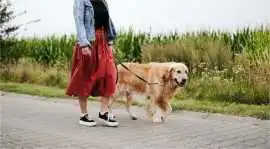 Dog Walkers, Kolkata