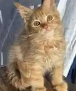 Maine Coon Cats For Sale: Loving Feline Companions, Milton