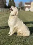 Rockvale Puppies