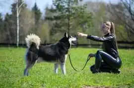 Dog Training, Ahmedabad