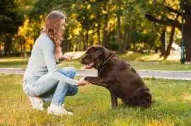 Dog Training, Jaipur