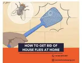 How to Get Rid of House Flies at Home, London
