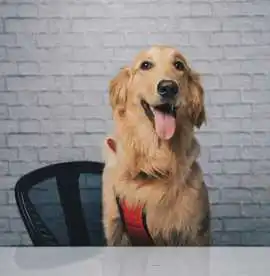 Golden Retriever Puppies Near Nashville , Nashville