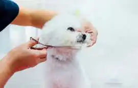 Dog Grooming, Jaipur