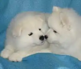 Why Families Love Samoyed puppies, Lockport