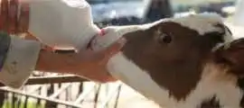 Buy Calf Milking Bottle in India, Noida