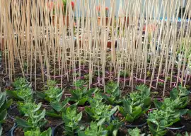 Bamboo Canes Supplier - Vantidebamboo.com, Zhaoqing