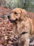 English Cream Golden Retriever Puppies, Nashville