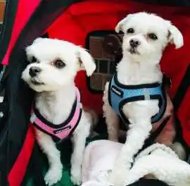 Comprehensive Animal Care Services in NYC, New York