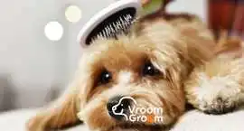 Book a Dog Groomer Near Me Today | Professional Gr, Dubai