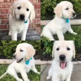 Golden Retrievers Nashville: Friendly and Loving G, Nashville