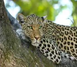 Hotel Booking and Accommodation Packages - Velvet , Nairobi
