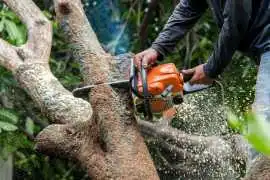 Looking for Quality Firewood for Sale Coleraine?, Belfast