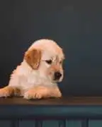 Golden Retriever Puppies For Sale Near Nashville , Nashville