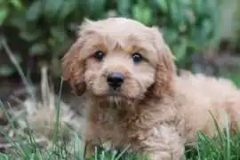 KCI Cavapoo Puppies Available for Sale in Lucknow, ₹ 97,000