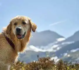 Cream golden retriever puppies : Raised with Love , Nashville